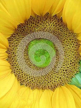 Sunflower pistil
