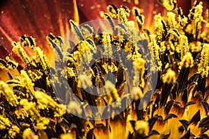 Sunflower pistil.