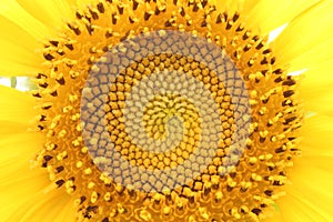 Sunflower pistil and petals