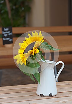 Sunflower in pitcher on the table.