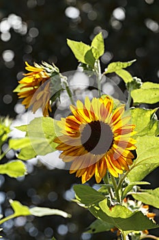 Sunflower Plant Backlit By The Sunlight