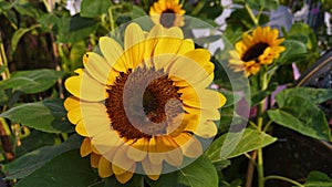 Sunflower plant with bee on it seeds
