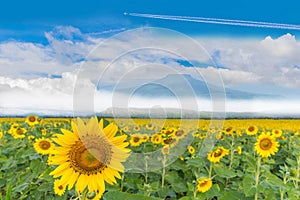 Sunflower plant field with the beautiful blue sky cloud and Thailand fuji mountain background