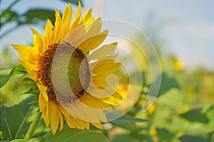 Sunflower plant garden. Natural background of sunflower blossom in the field with morning light on a sunny day. Summer or spring