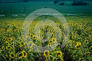 Field of sunflowers in Pak Chong district,Nakhon Ratchasima Province,northeastern Thailand. photo