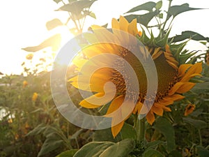 Sunflower plant grow in field background. Beautiful sunflower in bloom closeup. Tropical flower blossom on blue sky backgrounds.