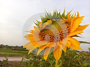 Sunflower plant grow in field background. Beautiful sunflower in bloom closeup. Tropical flower blossom on blue sky backgrounds