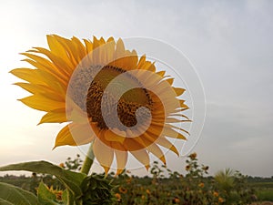 Sunflower plant grow in field background. Beautiful sunflower in bloom closeup. Tropical flower blossom on blue sky backgrounds.