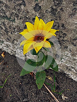 Sunflower plant grows near building wall with bullet and shrapnel trail from Russian bombardment in liberated from occupation town