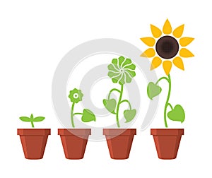 Sunflower plant growth stages concept, vector