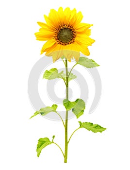 Sunflower plant isolated photo