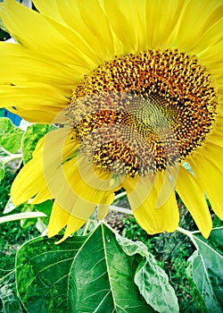 Sunflower Plant with large head and seeds