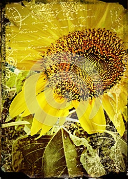 Sunflower Plant with large head and seeds photo