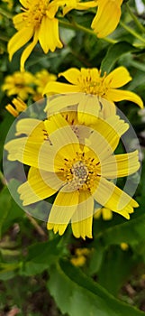 sunflower plant osm pic