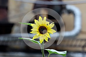 Sunflower on plant pipes background