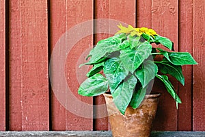 Sunflower plant in pot at garden with red wooden wall