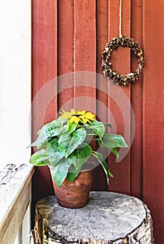 Sunflower plant in pot at garden with red wooden wall