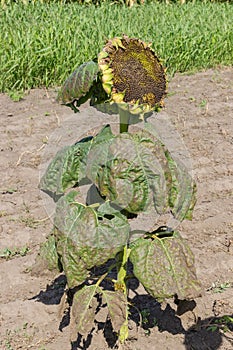 Sunflower plant with seeds partially devoured by birds on field