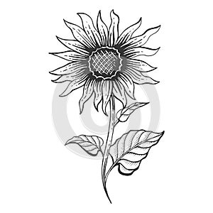 Sunflower plant sketch engraving vector