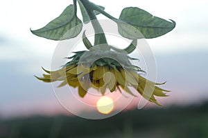 Sunflower plant in the sun at sunset sunrise. A flower touch and kiss the sun. Still life concept. Floral nature background.