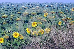 Sunflower plantation field with fade wither flower heads