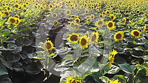 Sunflower plantation growing in an ecology and organic farmland at floral field. Oil botanical production on a rural ground. Veget
