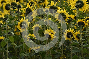 Sunflower plantation. Industrial use for the production of sunflower oil