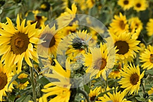 Sunflower plantation. Industrial use for the production of sunflower oil