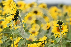 Sunflower plantation. Industrial use for the production of sunflower oil