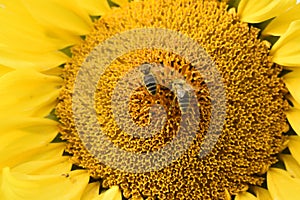 Sunflower plantation. Industrial use for the production of sunflower oil