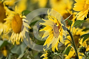 Sunflower plantation. Industrial use for the production of sunflower oil