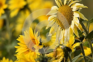 Sunflower plantation. Industrial use for the production of sunflower oil