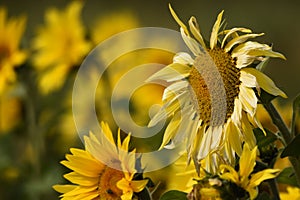 Sunflower plantation. Industrial use for the production of sunflower oil