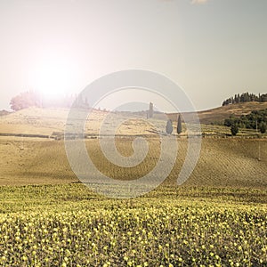 Sunflower plantation in Tuscany at sunrise.