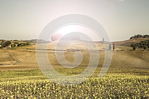 Sunflower plantation in Tuscany at sunrise.