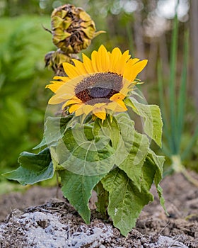 Sunflower planted on leafy and open farm land photo
