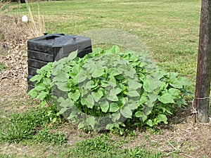 Sunflower Plants and Compost Bin