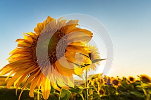 Sunflower plants in rural field, profiled on bright sun light