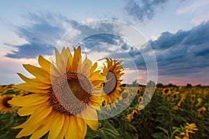 Sunflower plants in rural field, profiled on sunset sky with warm colours