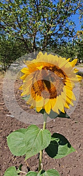 Sunflower polen nature photo