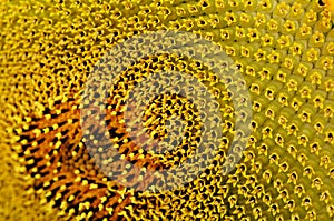 Sunflower pollen pattern