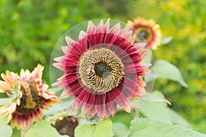 Sunflower is pollinated by bees