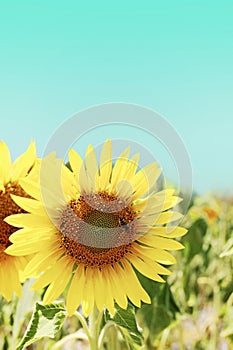 Sunflower with a Pollinating Bee