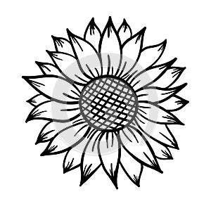 Sunflower print vector illustration for chirt