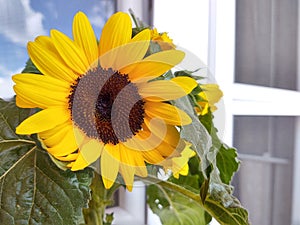 Sunflower in the town. Slovakia