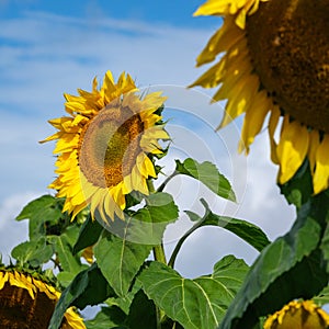 Sunflower in Queensland, Australia