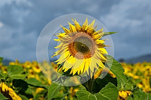 Sunflower in Queensland, Australia