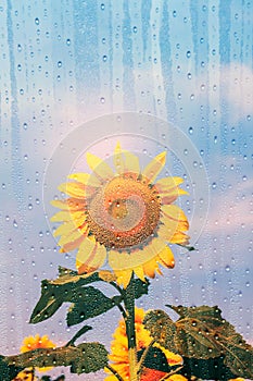 Sunflower in the rain.