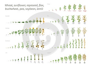 Sunflower rapeseed flax buckwheat pea soybean potato wheat. Vector showing the progression growing plants. Determination