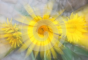Sunflower ray